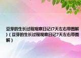 豆芽的生长过程观察日记(7天左右带图解)（豆芽的生长过程观察日记7天左右带图解）