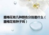 腊梅花有几种颜色分别是什么（腊梅花有种子吗）
