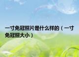 一寸免冠照片是什么样的（一寸免冠照大小）