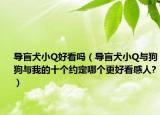 导盲犬小Q好看吗（导盲犬小Q与狗狗与我的十个约定哪个更好看感人?）