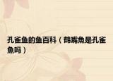 孔雀鱼的鱼百科（鹤嘴魚是孔雀魚吗）