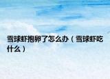 雪球虾抱卵了怎么办（雪球虾吃什么）
