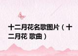 十二月花名歌图片（十二月花 歌曲）