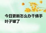 今日更新怎么办千佛手叶子皱了