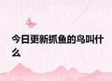 今日更新抓鱼的鸟叫什么