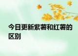 今日更新紫薯和红薯的区别