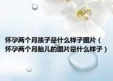怀孕两个月孩子是什么样子图片（怀孕两个月胎儿的图片是什么样子）