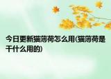 今日更新猫薄荷怎么用(猫薄荷是干什么用的)