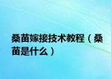 桑苗嫁接技术教程（桑苗是什么）
