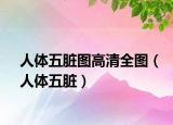 人体五脏图高清全图（人体五脏）