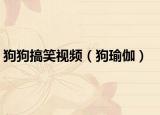 狗狗搞笑视频（狗瑜伽）