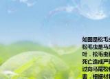 如图是松毛虫个体发育中两个阶段的图片松毛虫是马尾松林的害虫能取食马尾松针叶．松毛虫种群的爆发引起马尾松林成片死亡造成严重的经济损失和生态后果．通过向马尾松林引入灰喜鹊可以有效控制虫害．根据材料回答（1）据图可知松毛虫的个体发育属于（___发育．（2）在遗传学中灰喜鹊的长喙和短喙是一对 ___．一对雌雄灰喜鹊都是长喙所繁殖的后代中却出现了短喙个体请判断隐性性状是 ___．（3）根据材料介绍写出一条食物链 ___．