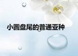 小圆盘尾的普通亚种