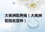 大美洲鸵养殖（大美洲鸵指名亚种）