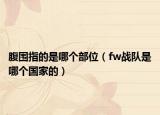 腹围指的是哪个部位（fw战队是哪个国家的）