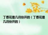 丁香花是几月份开的（丁香花是几月份开的）