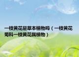 一枝黄花是草本植物吗（一枝黄花 菊科一枝黄花属植物）