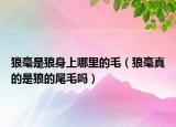 狼毫是狼身上哪里的毛（狼毫真的是狼的尾毛吗）