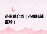 茶细蛾介绍（茶细蛾绒茧蜂）
