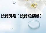 长鳍斑马（长鳍喉鳃鳗）