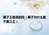 栗子王是真的吗（栗子为什么是干果之王）