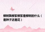 柳树飘柳絮柳絮是柳树的什么（是种子还是花）
