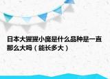 日本大猩猩小庞是什么品种是一直那么大吗（能长多大）