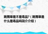 跳舞草是不是毒品?（跳舞草是什么是毒品吗简介介绍）