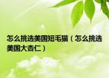 怎么挑选美国短毛猫（怎么挑选美国大杏仁）