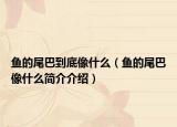 鱼的尾巴到底像什么（鱼的尾巴像什么简介介绍）