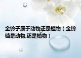 金铃子属于动物还是植物（金铃铛是动物,还是植物）