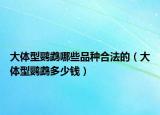 大体型鹦鹉哪些品种合法的（大体型鹦鹉多少钱）