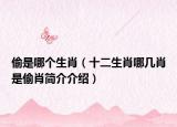 偷是哪个生肖（十二生肖哪几肖是偷肖简介介绍）