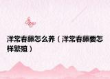 洋常春藤怎么养（洋常春藤要怎样繁殖）
