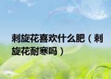 刺旋花喜欢什么肥（刺旋花耐寒吗）