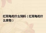 红耳龟吃什么饲料（红耳龟吃什么食物）