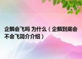 企鹅会飞吗 为什么（企鹅到底会不会飞简介介绍）