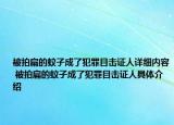 被拍扁的蚊子成了犯罪目击证人详细内容 被拍扁的蚊子成了犯罪目击证人具体介绍