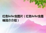 红色hrhr虫图片（红色hrhr虫是啥简介介绍）