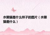 水獭猫是什么样子的图片（水獭猫是什么）