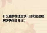 什么猎豹的速度快（猎豹的速度有多快简介介绍）