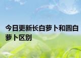 今日更新长白萝卜和圆白萝卜区别