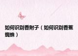 如何识别香附子（如何识别香蕉蜘蛛）