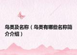 鸟类及名称（鸟类有哪些名称简介介绍）