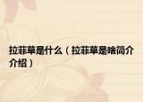 拉菲草是什么（拉菲草是啥简介介绍）