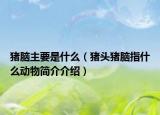 猪脑主要是什么（猪头猪脑指什么动物简介介绍）