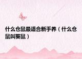 什么仓鼠最适合新手养（什么仓鼠叫葵鼠）