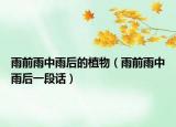 雨前雨中雨后的植物（雨前雨中雨后一段话）