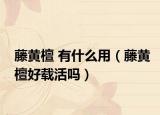 藤黄檀 有什么用（藤黄檀好载活吗）