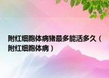 附红细胞体病猪最多能活多久（附红细胞体病）